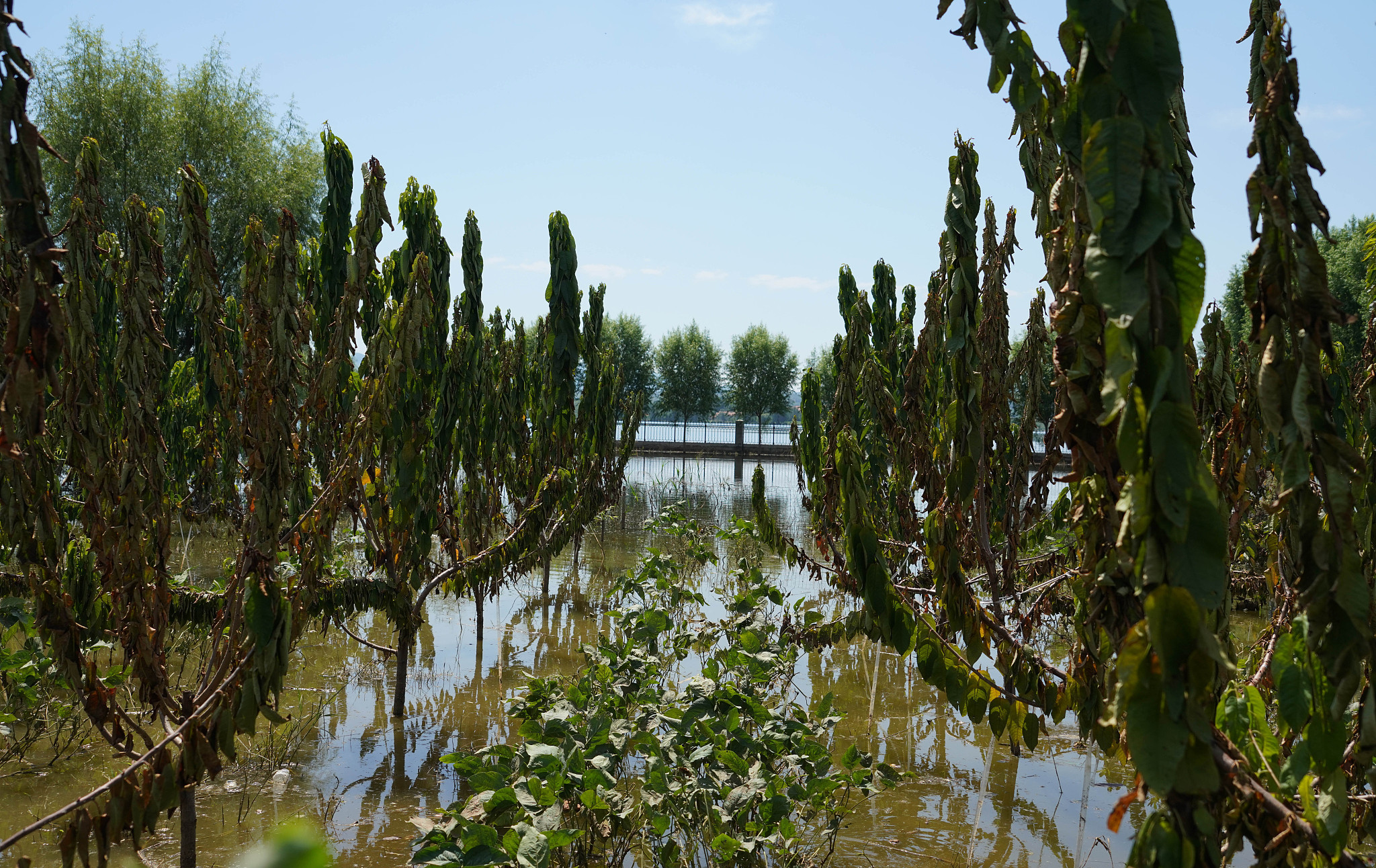 探访上山东寿光上游冶源水库:水位近堤坝