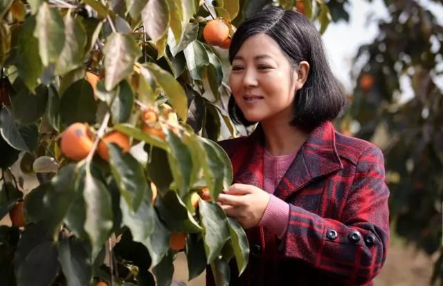 王茜华主演的电视剧《岁岁年年柿柿红》将于今