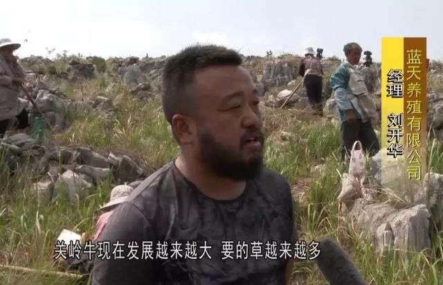 关岭普利乡:围绕关岭牛打造产业扶贫致富经