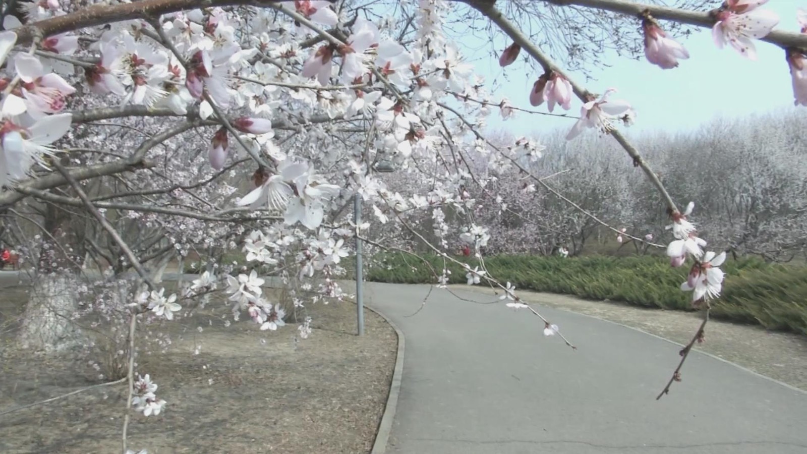 踏青赏花 奥森公园拉开春日序幕