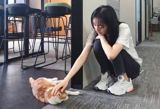 人不如猫系列:胡歌刘亦菲杨幂马天宇肖战等明