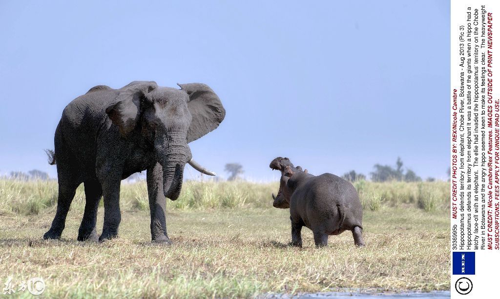 好憋屈的河马 向大象要过路费,结果好憋屈