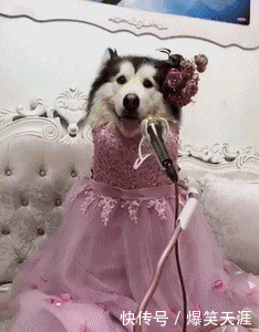 搞笑gif:儿子,你没发现你很多余吗?