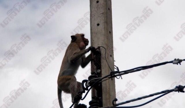 泰国景点猴子称王,下山欺负游客居民,不给它们