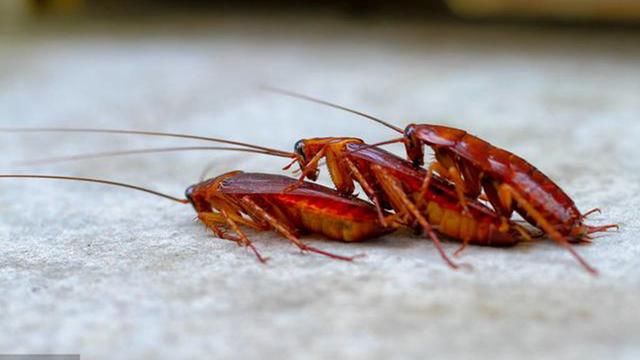 为什么老人不让用鞋踩死蟑螂?