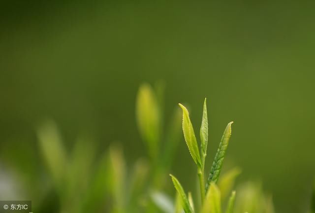 送你6首关于谷雨的诗词,祝你顺心顺利,来一场