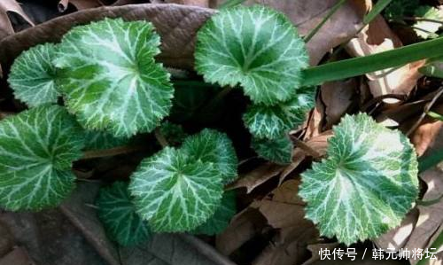 农村山上的这种植物,是一味中药,具有清热,凉血