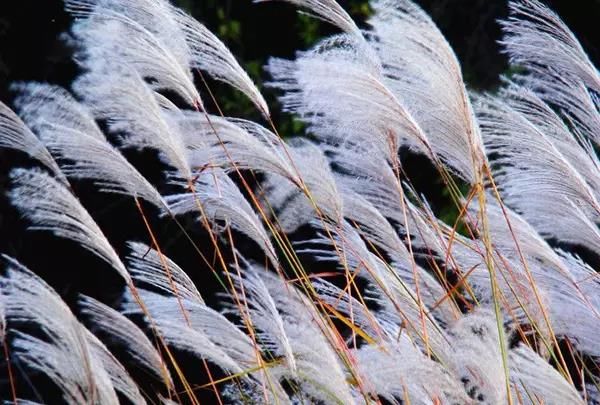 柳絮,杨树毛?城区漫天飞絮都是啥,如何防过敏