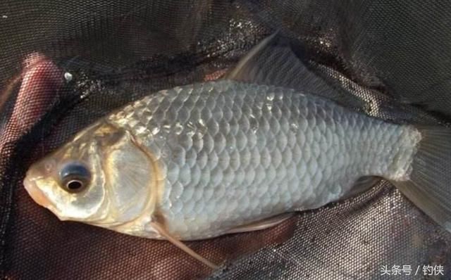 钓鱼饵料:冬天钓大鲫鱼技巧,养殖鲫或滑口鲫饵