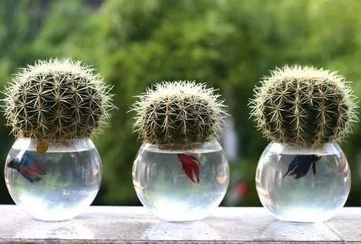 水培植物和小鱼儿的和谐相处窍门