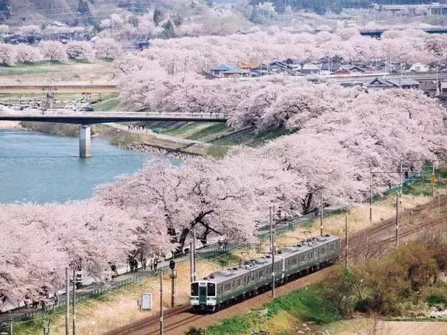 2018最强日本樱花季赏樱攻略出炉,体验独一无