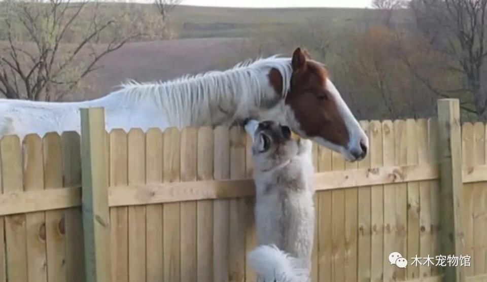 哈士奇发情谈恋爱,跟踪偷看到狗子对象,主人