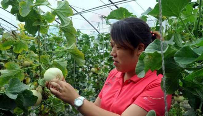 【中国梦实践者】她在村官这个小舞台上干出了大事 【中国梦实践者】她在村官这个小舞台上干出了大事