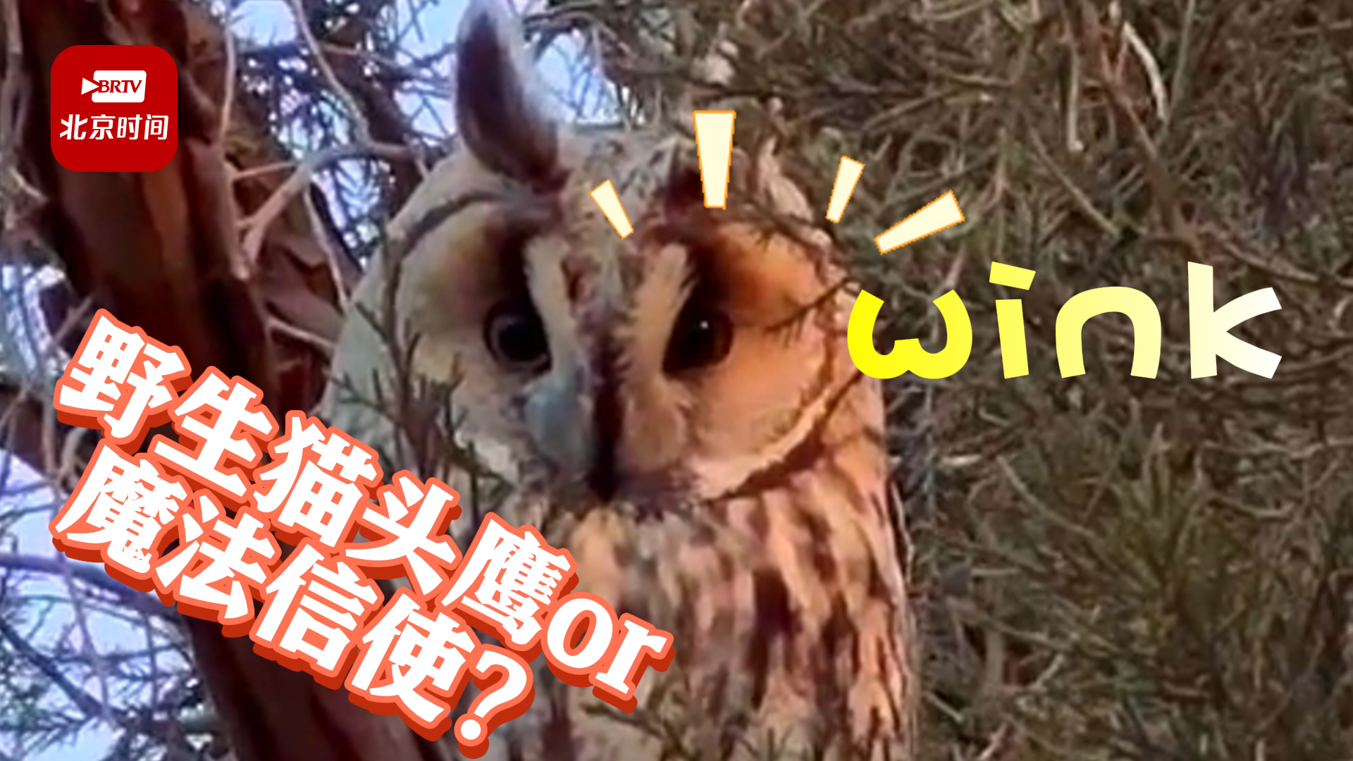 猫头鹰真来“送信了”？环球影城哈利波特区飞来了国家二级保护动物