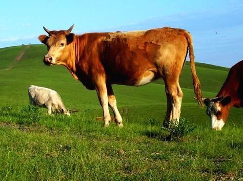 属牛的流年运程怎么样 属牛人流年运势好不好