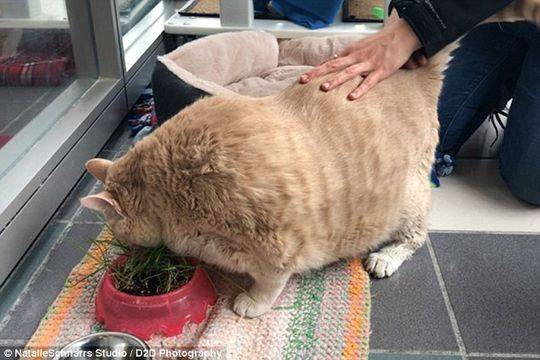 巨肥!30斤大橘猫胖成猪 被逼减肥成网红
