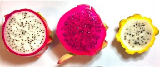 女子吃火龙果吃出条蛇!这些关于火龙果的冷知