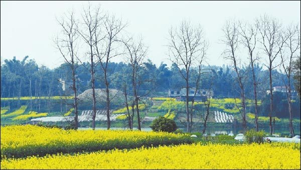 而在泸州,油菜花基地可有不少哦.每年的2月初旬至中旬