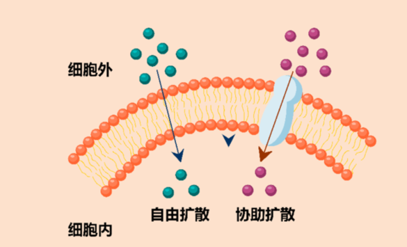 跨膜运输图解图片