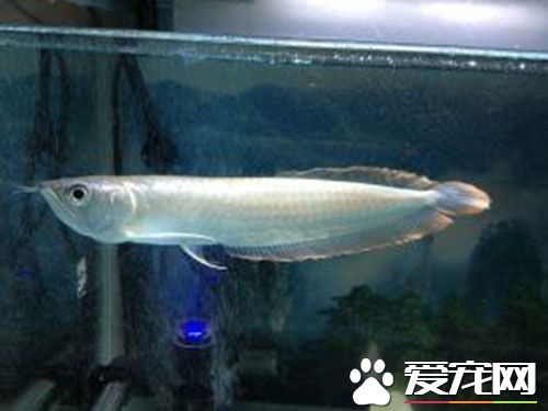 小银龙鱼多少钱 20厘米的银龙在70-100块