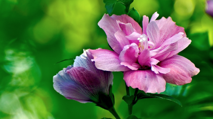 开花寿命排名最短的是昙花?其实它只能排第2! 开花寿命排名最短的是昙花?其实它只能排第2!