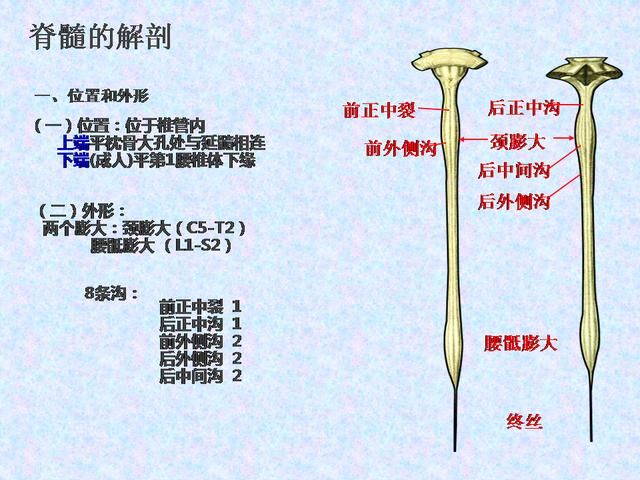 脊髓损伤减压术治疗截瘫