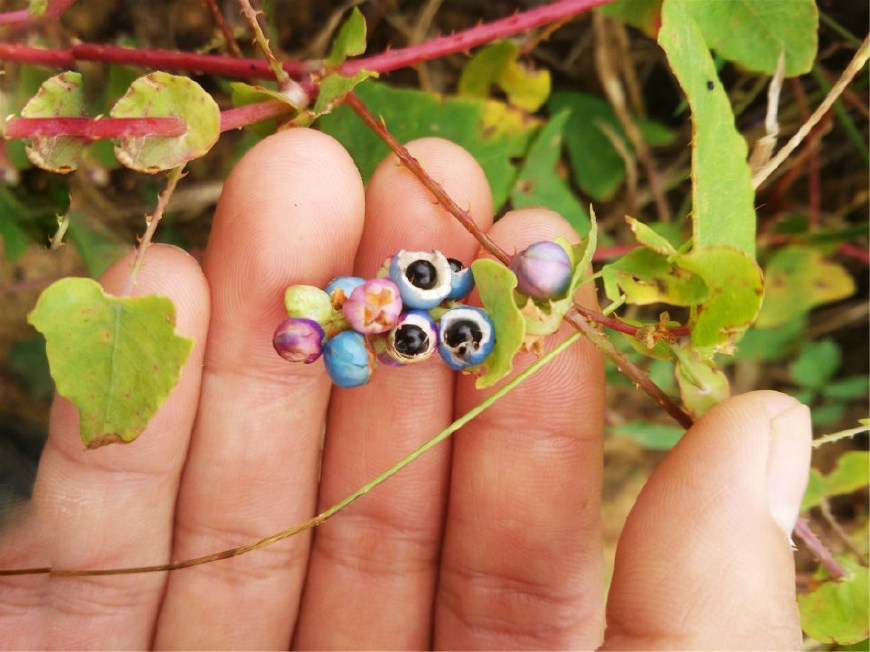 农村一种野草,蛇见了都怕,但叶子果实却是美味