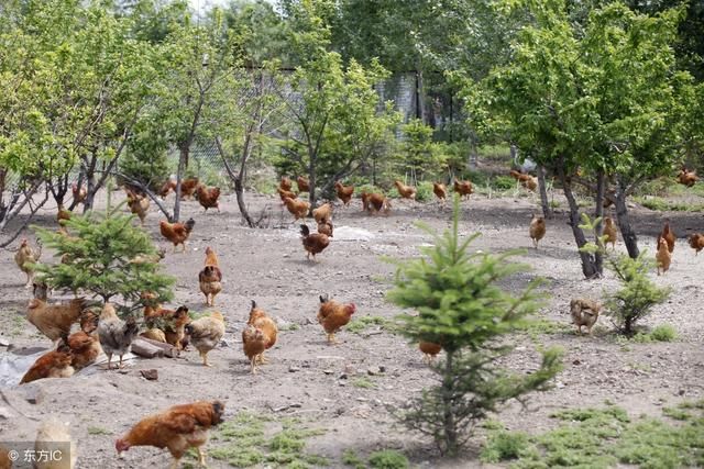 养鸡中你用过这些偏方神药吗,养鸡人你都用过