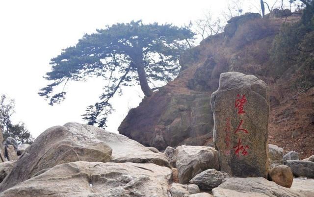 未发现老死的,是长寿的象征,如今叶子被日本人