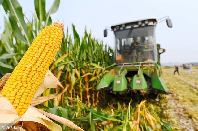 小麦收完后,种玉米和红薯哪个更赚钱呢?