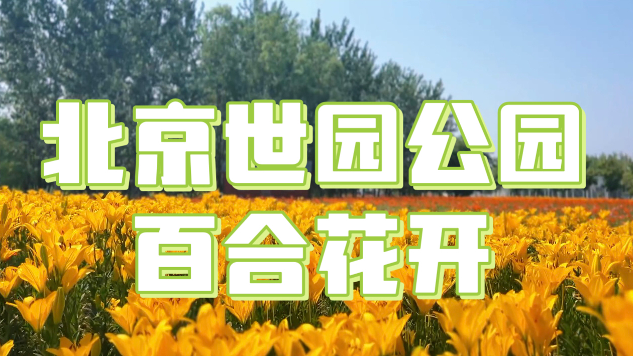 这个夏天去看“海”北京世园公园百合花盛开花海吸引游客慕名参观~