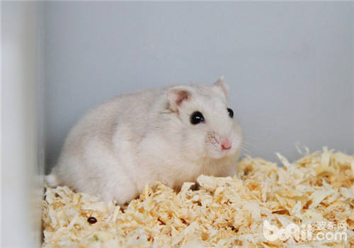 仓鼠常见的肢体语言分析 仓鼠这些动作要表达