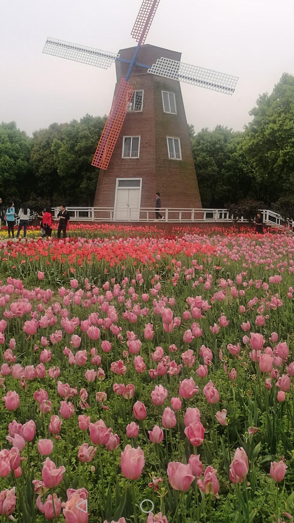 手机拍下的郁金香主题公园