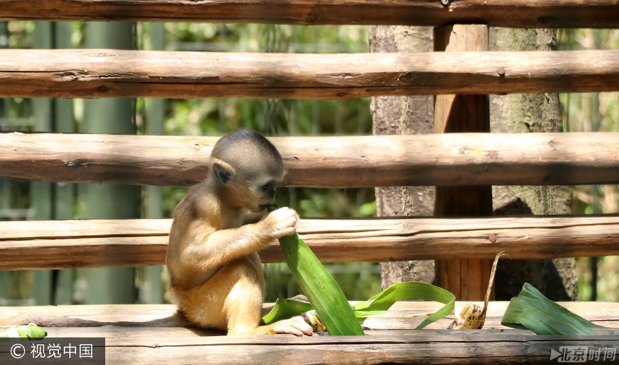 2017年5月26日, 我国传统节日端午节临近,当日,扬州茱萸湾动物园的饲养员用窝窝头、竹粉、苹果等食材为大熊猫、袋鼠等动物精心制作了特殊的粽子,让它们享受美食迎接端午。