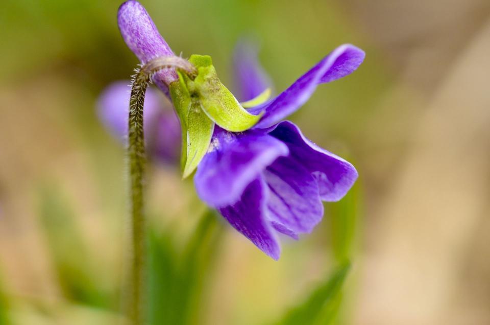 美麗的藥花葯草:泥胡菜,打碗花,紫花地丁