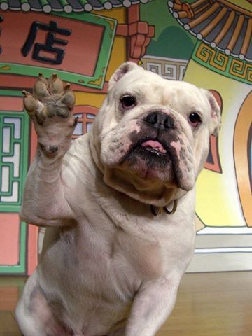 还记得《狗狗猩猩大冒险》么?狗狗离世徒剩小庞 还记得《狗狗猩猩大冒险》么?狗狗离世徒剩小庞