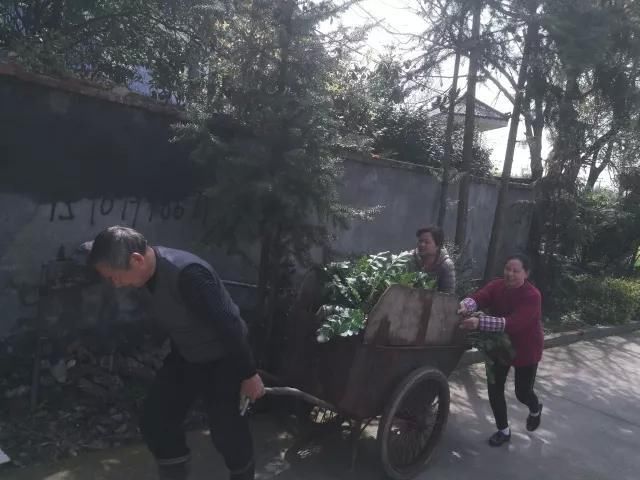 江西一男子种出冬瓜大的萝卜,村民:这么大可怎