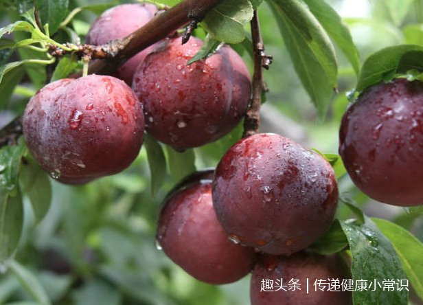 养生每天吃5颗李子,养颜美容利尿,但医生提醒