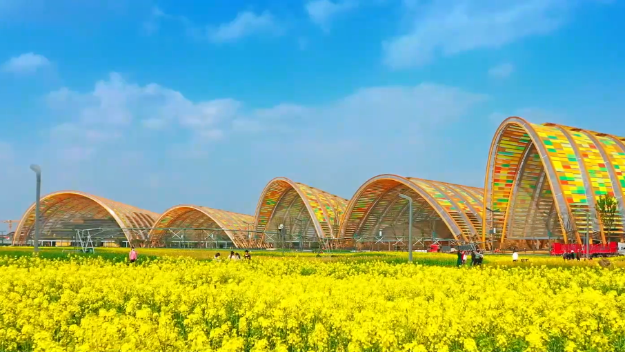 除了金黄,还有彩色!这里的多彩油菜花田,超级吸睛! 除了金黄,还有彩色!这里的多彩油菜花田,超级吸睛!