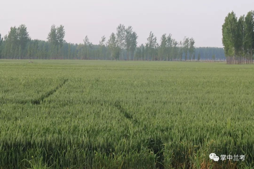 重磅!河南部分地区受冻害小麦开始登记补助了