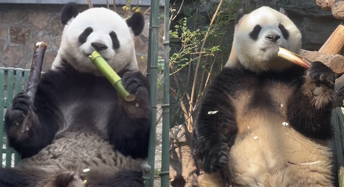 胖大海与表哥萌兰，谁是北动熊猫第一重？