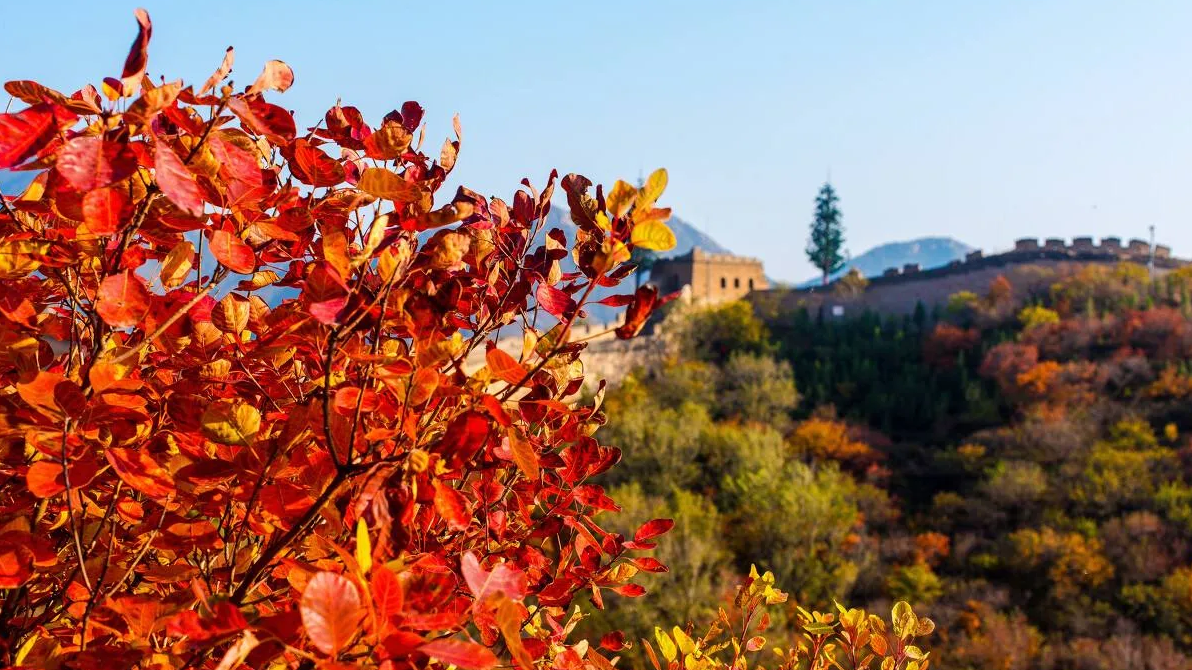 北京赏秋地图，一起打卡吧！