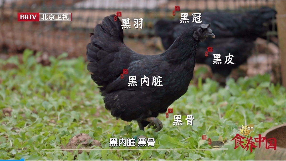 五黑一绿鸡 拥有三级保镖_北京时间