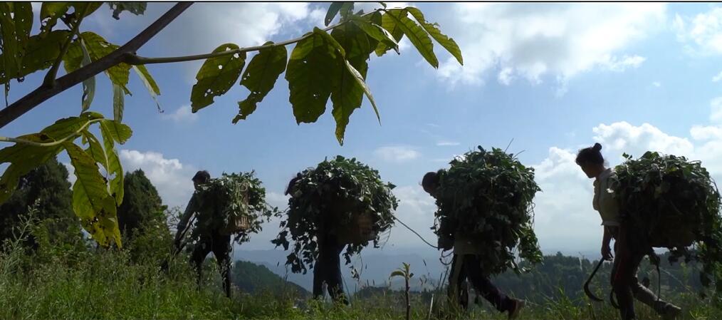 村民上山采野猪草