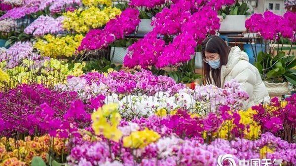 花里寻年味!全国年宵花最受欢迎排行榜出炉 你都认识哪几种? 花里寻年味!全国年宵花最受欢迎排行榜出炉 你都认识哪几种?