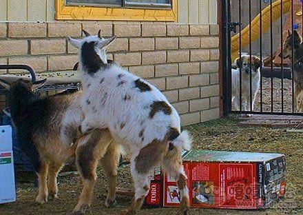 搞笑GIF趣图幽默段子:中国队进入世界杯只需5