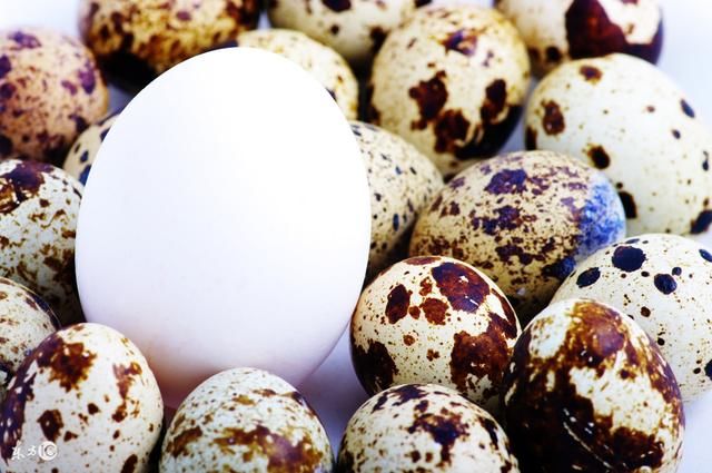 孕妇吃鹌鹑蛋,可以促进胎儿大脑发育?孕妇吃鹌