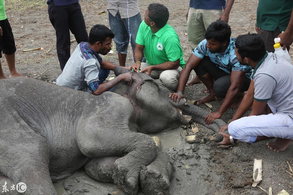 可恶的偷猎者枪击大象割象牙,保护人员正全力对大象进行抢救