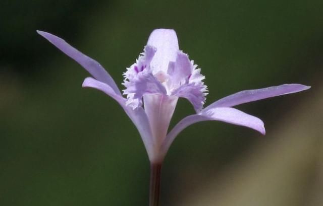 一朵花的寓意和象征(一朵花的寓意和象征意义是什么)