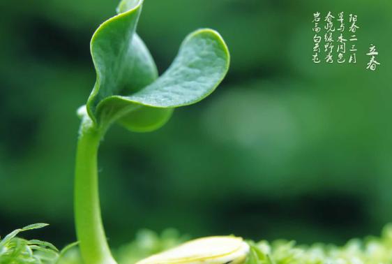 19年立春是农历哪天 19年立春是农历哪天